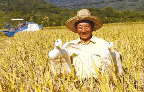 稻鴨共棲 靖安縣生態(tài)種養(yǎng)雙豐收，有機(jī)農(nóng)業(yè)創(chuàng)新路